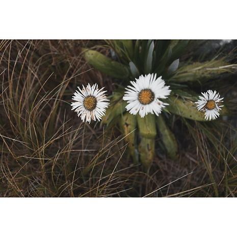 YAMATABI 15 SPIDELON / MDP23103 YOZORA 【夜空】 | MOUNTAIN DAISY